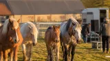 À Arras, les chevaux du spectacle Vauban se préparent aux bruits et explosions