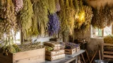 À Beaumont, un producteur corrézien redonne vie aux fleurs séchées