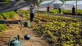 À Blois, le Jardin de Cocagne repense ses pratiques face aux vagues de chaleur