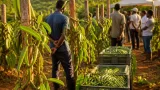À Chiconi, la relance de la vanille vise à structurer une filière d’avenir à Mayotte