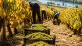 À l’Alma, vendanges manuelles et qualité malgré la canicule et la sécheresse