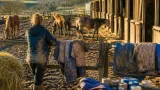 À La Chapelle-Voland, une ancienne cavalière offre une seconde vie aux chevaux maltraités