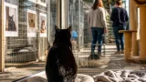 À Nîmes, Vérone la chatte noire attend toujours une famille au refuge