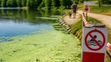 Alerte dans l’Aube : prolifération de cyanobactéries, la préfecture appelle à la vigilance