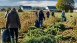 Ambroisie : campagne d'arrachage à Momères face à une invasion inquiétante en Bigorre