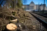 Angers : la cour d'appel confirme la condamnation de SNCF Réseau pour des travaux en pleine nidification