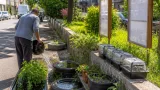 Aulnay-sous-Bois : moustiques, pourquoi les insecticides ne règlent pas tout