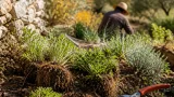 Automne : quand et comment diviser vos vivaces pour rajeunir le jardin