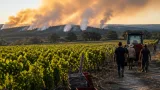 Bordeaux : les vignerons assurent que le millésime 2026 n’est pas compromis par les incendies