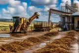 Campagne sucrière 2026 : récolte record basse et filière en alerte en Guadeloupe