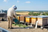 Canicule : des apiculteurs du Haut‑Rhin constatent une abeille en grande difficulté