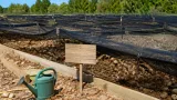 Canicule : des élevages d'escargots durement touchés, jusqu'à 80 % de pertes à Palau-del-Vidre