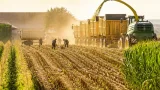 Canicule et maïs « brûlé » : en Meuse, la solidarité des agriculteurs face à des récoltes ravinées