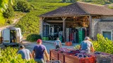 Canicule et vendanges : en Ardèche, les récoltes démarrent jusqu’à dix jours plus tôt