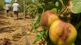 Canicule et vergers : en Sarthe, les pommes souffrent et les arboriculteurs s'inquiètent