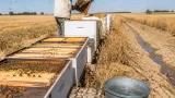 Canicule : une récolte de miel en berne et des ruches en souffrance en Beauce