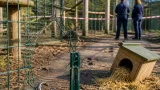 Deux bébés tamarins empereurs dérobés au zoo de La Palmyre : la gendarmerie enquête