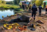 Dieffenbach‑au‑Val : 22 pompiers mobilisés pour dégager un cheval enlisé jusqu'à la tête