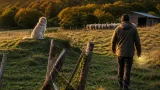 En Haute‑Marne, les éleveurs sonnent l'alerte après une année d'attaques répétées de loups