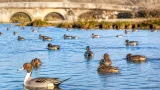 La LPO demande de reporter l'ouverture de la chasse aux oiseaux d'eau, la Nièvre concernée