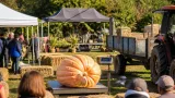 La Roche-sur-Yon : un potager bio vendéen pèse ses géants pour un concours international