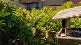 Le gros-bec casse-noyaux élève des jeunes à Chatonrupt : une reproduction rare en Haute-Marne