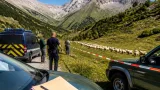 Neuf loups tués dans les Hautes‑Alpes : FERUS se porte partie civile et vise un procès dissuasif