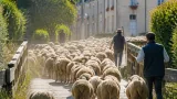 Nevers : 200 moutons en transhumance de Varennes-Vauzelles jusqu’à Coulanges-lès-Nevers