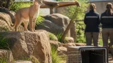 Pessac : un caracal de 9 ans accueilli au zoo de Bordeaux-Pessac