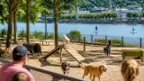 Rouen : où sortir cet été avec son chien ou son chat ?