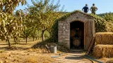 Sécheresse dans l’Orne : un producteur de calvados appelle à s’adapter après des pertes importantes