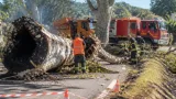 Un arbre consumé de l'intérieur bloque la RD à l'entrée de Raissac-d'Aude après un départ de feu