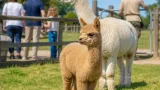 Un bébé alpaga né à Meslan, le parc cherche un prénom et un repreneur