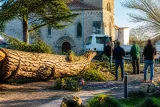 Un pin centenaire s’effondre au pied de l’église des Moutiers‑en‑Retz
