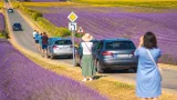 Valensole : quand les lavandes attirent encore les foules sur le plateau