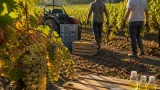 Vendanges 2026 : la récolte tourangelle s'annonce exceptionnellement précoce