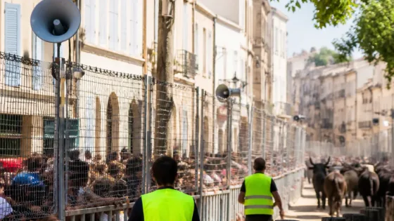 Pescalune à Lunel : 100 taureaux en ville, la sécurité placée au cœur de la fête