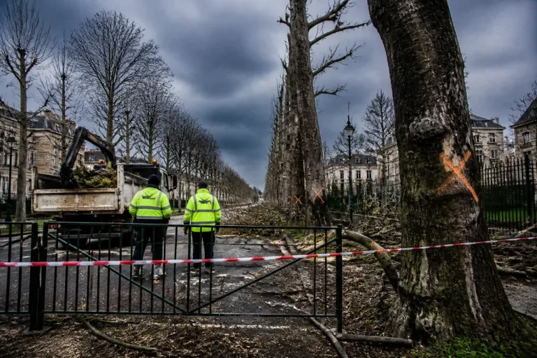 Tempête à Saint-Quentin : parcs fermés, 10 % des arbres des Champs-Élysées à abattre