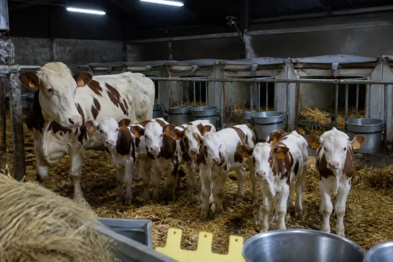 À Guyans-Vennes, une montbéliarde aligne neuf veaux en trois ans