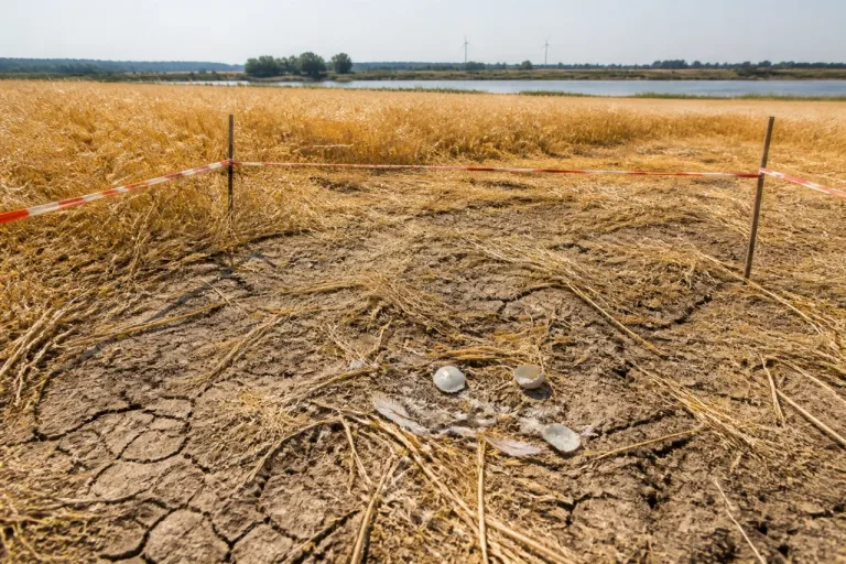 Canicule: effondrement des nichées de busards cendrés observé en sud-Saumurois