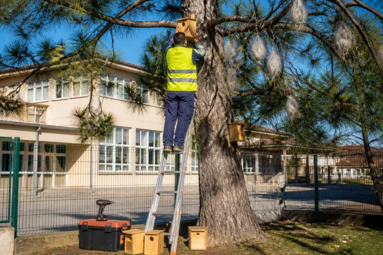 À Auch, nichoirs et huppe fasciée: une riposte naturelle aux chenilles près de l’école