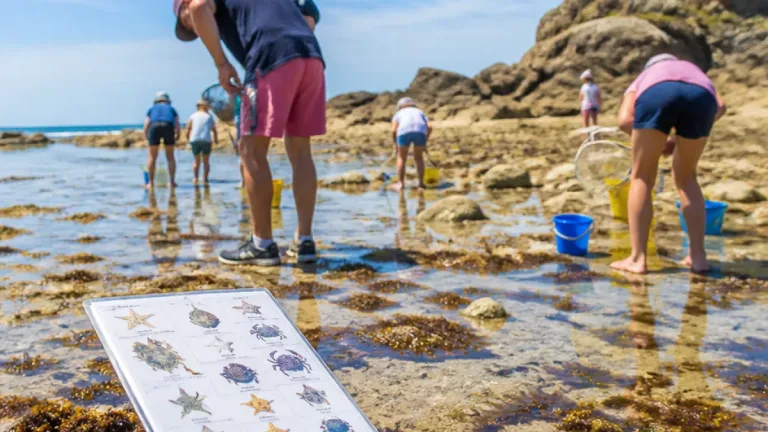 À Batz-sur-Mer, les bons réflexes pour une pêche à pied responsable pendant les grandes marées