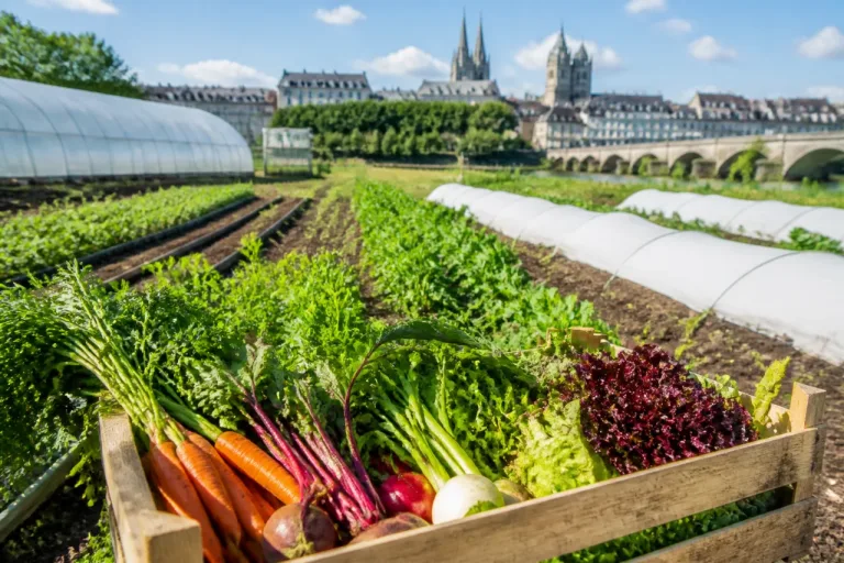 À Berthenay, une ferme bio soutenue par Tours Métropole accélère le local à Tours