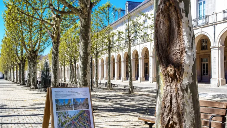 À La Roche-sur-Yon, les arbres du Pentagone, ombre historique menacée