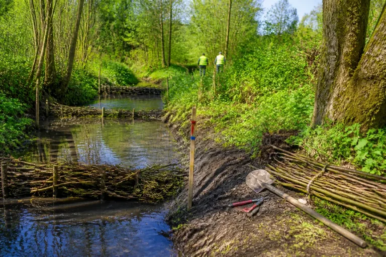 À Neuvelle-lès-la-Charité, des « barrages de castors » expérimentés pour soigner les ruisseaux