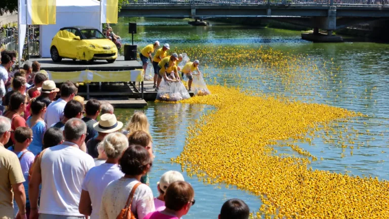 À Thionville, plus de 11 000 canards en plastique lancés pour la bonne cause