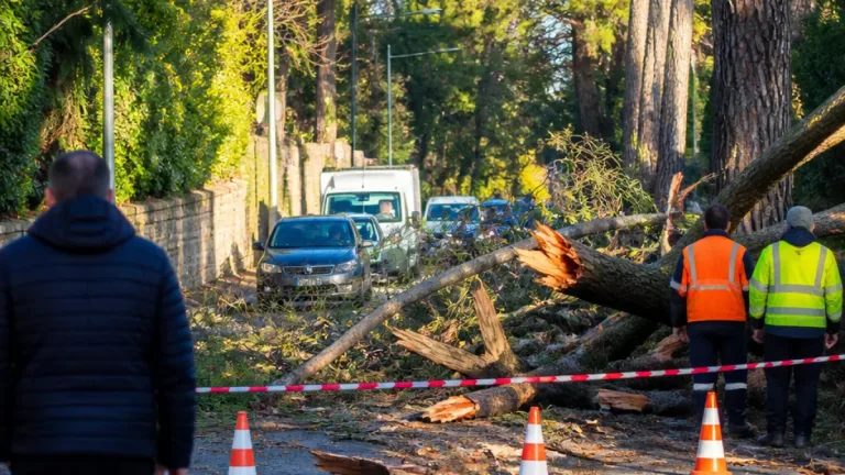 À Vannes, une branche de plusieurs tonnes s'effondre sur la chaussée allée de Limoges