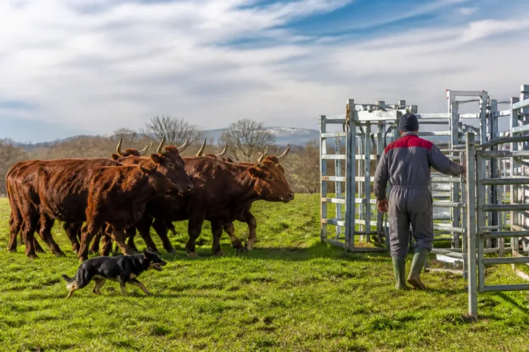 À Vauchoux, un éleveur de Salers mise sur le chien de troupeau, son meilleur atout