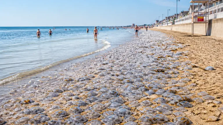 Afflux de méduses sur les plages du Calvados : pourquoi et quelles conséquences pour les baigneurs