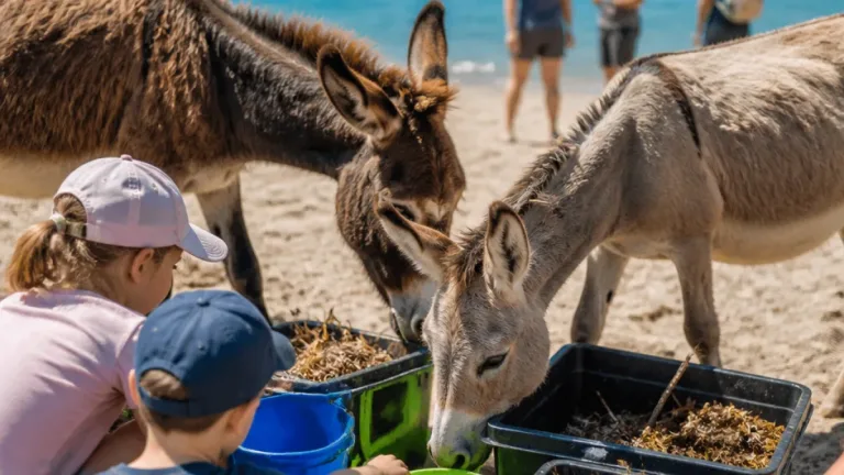 Ajaccio : au Ricanto, les tout-petits apprennent à protéger la plage avec des ânes